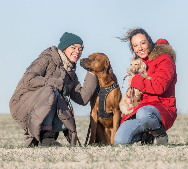 Formation comportementaliste canin