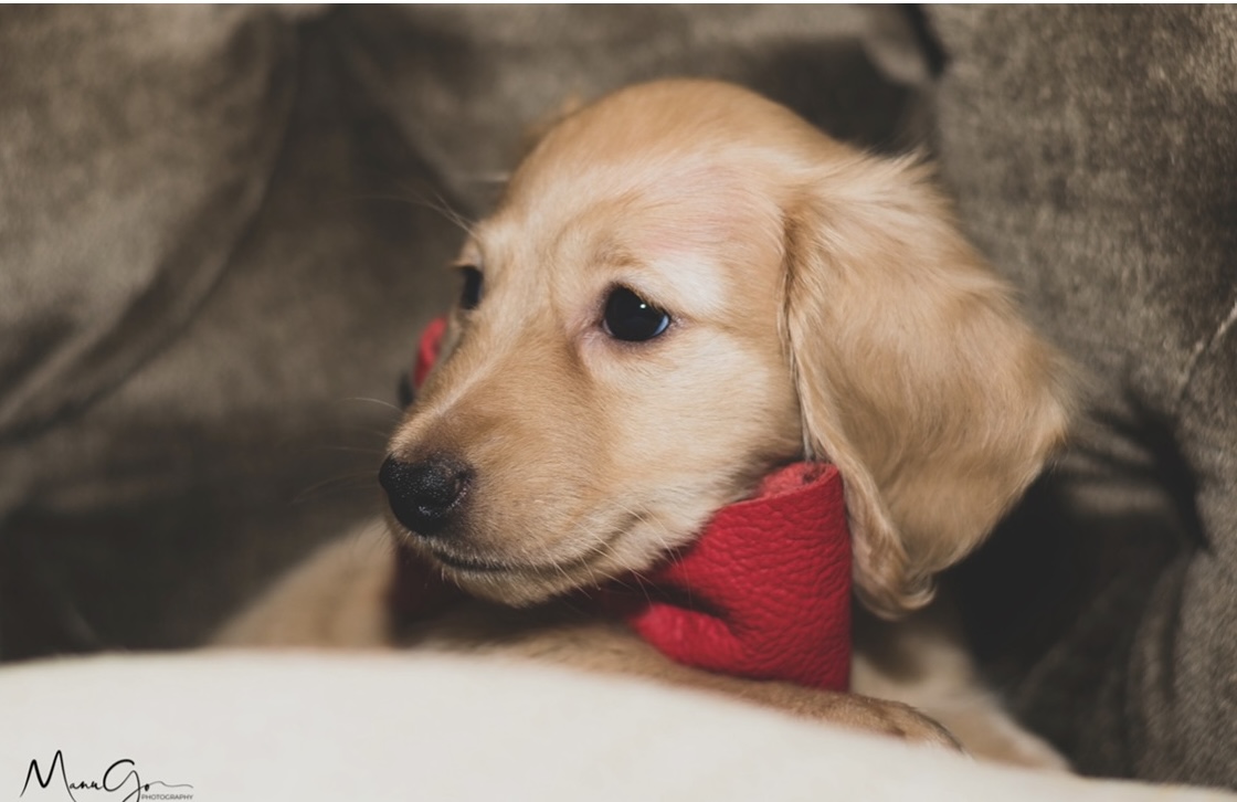 Chiot teckel de neuf semaines